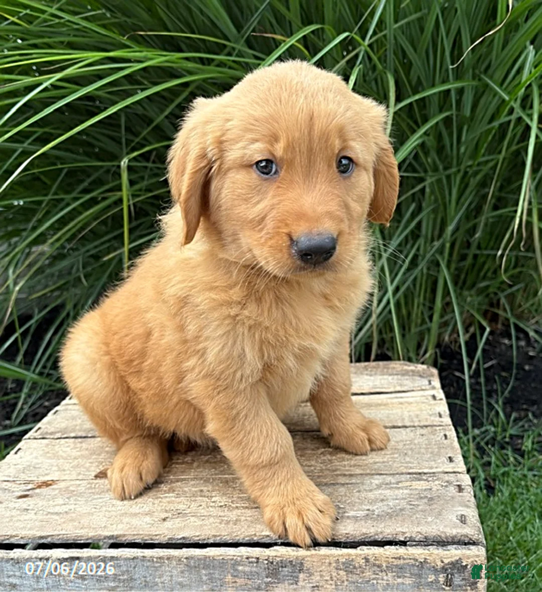 Golden Retriever dogs for sale: Simba - Ad 2
