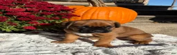 Boxer dogs for sale: Creed - Ad 4