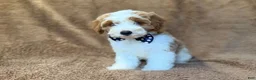 Cavapoo dogs for sale: Shadow - Ad 8