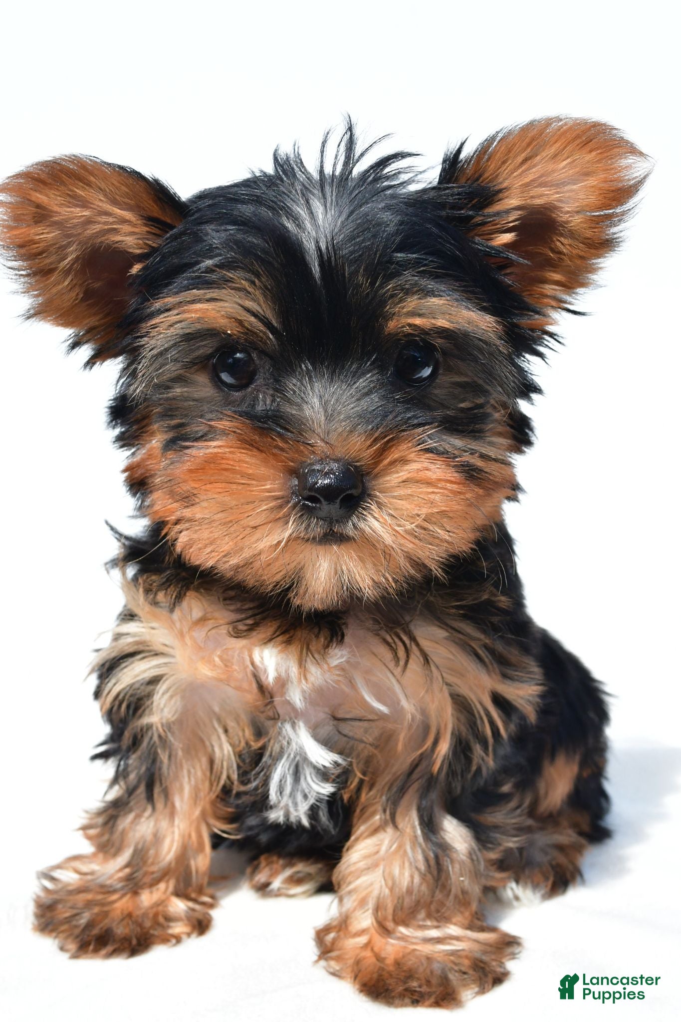 Yorkshire Terrier dogs for sale: Tracy - Ad 2