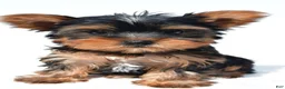 Yorkshire Terrier dogs for sale: Tracy - Ad 1