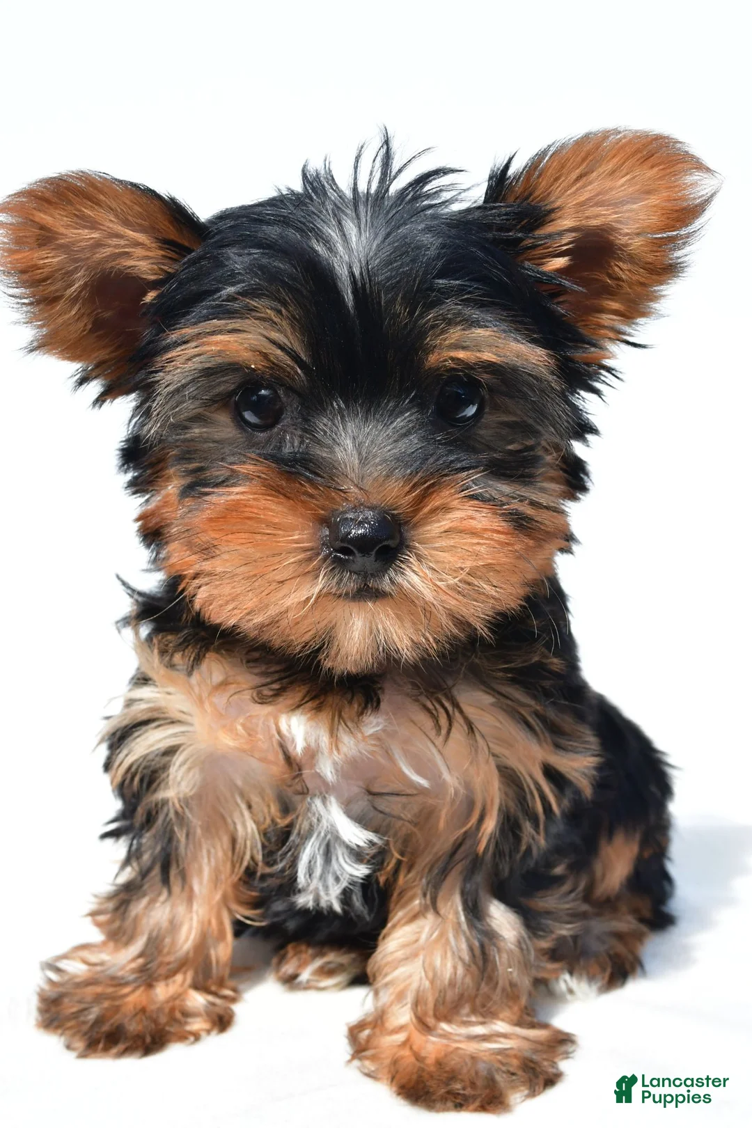 Yorkshire Terrier dogs for sale: Tracy - Ad 1