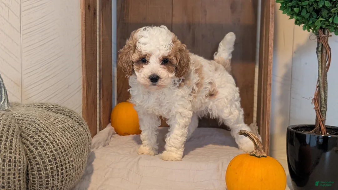 Miniature Poodle dogs for sale: Lucy - Ad 2