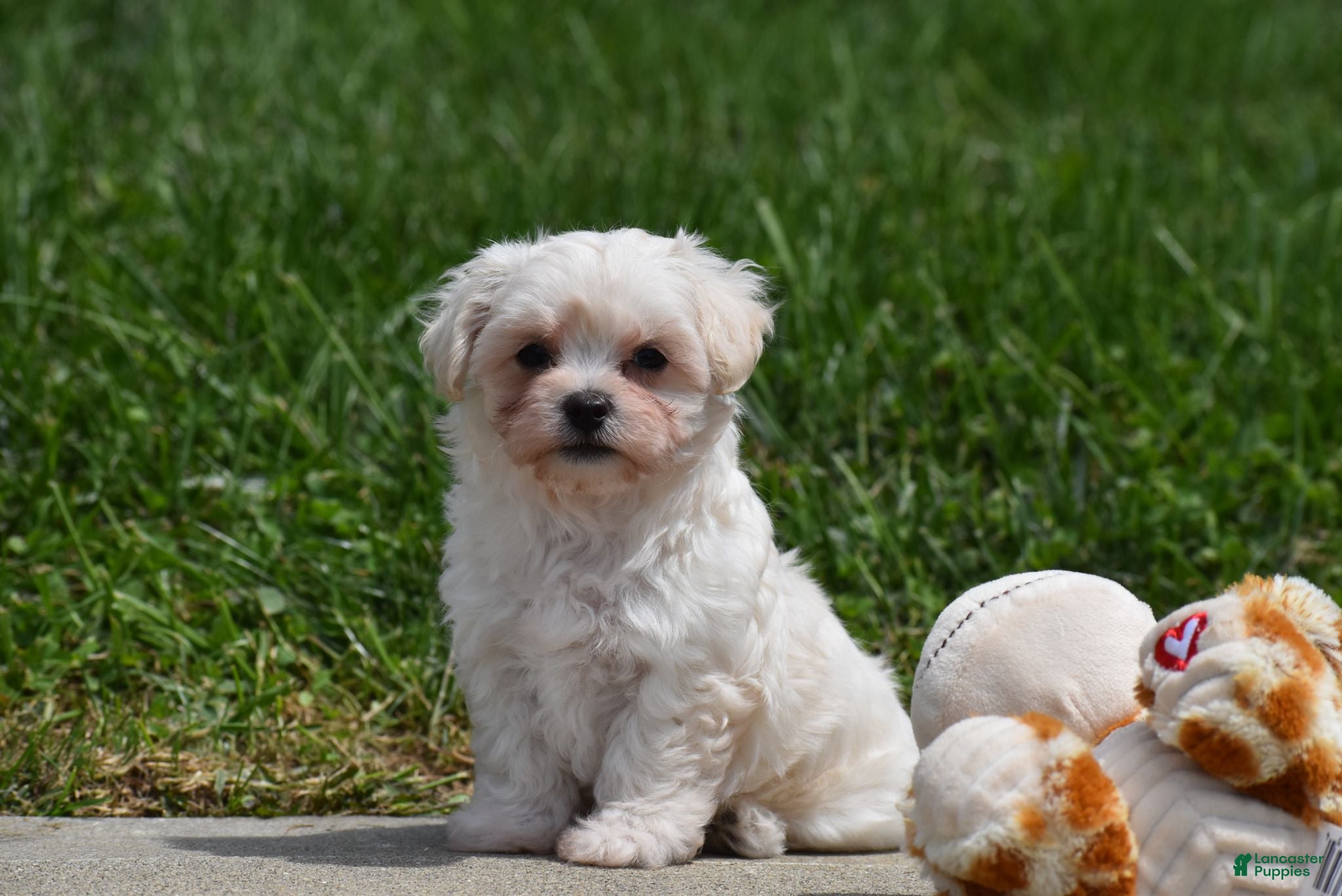 Maltipoo dogs Ace - Ad 1