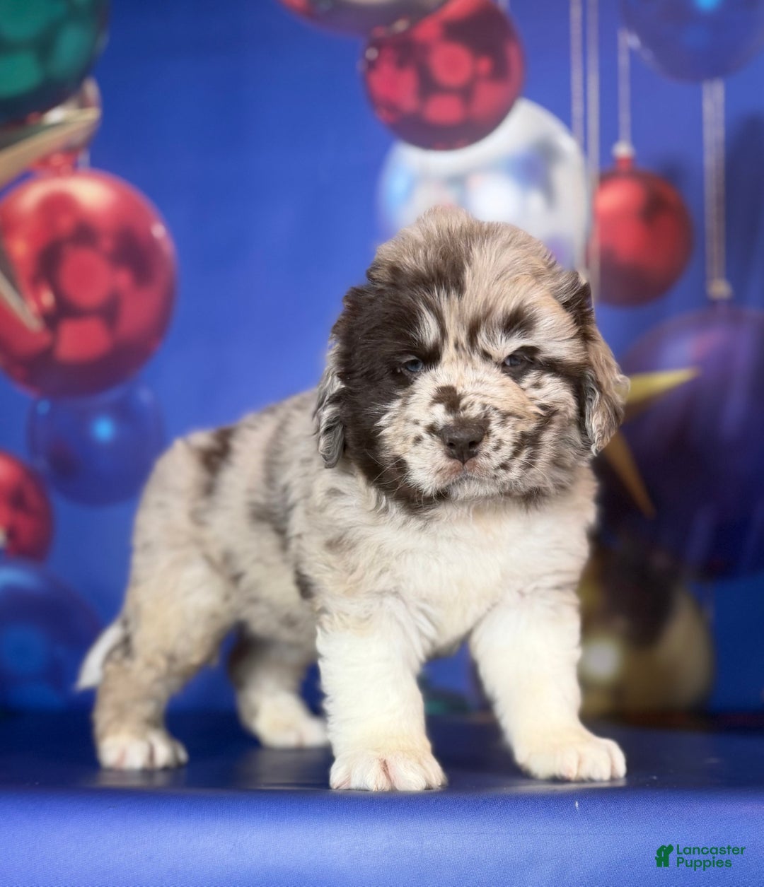 Mixed Breed dogs for sale: Studdly OFA DNA  - Ad 1