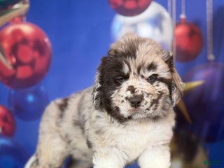 Mixed Breed dogs Studdly OFA DNA - Ad 38