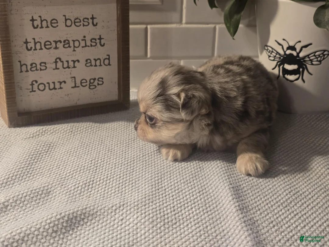 Chihuahua dogs for sale: Stanley - Ad 7