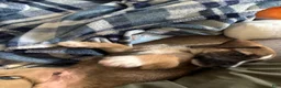 Mixed Breed dogs for sale: Mixed Breed 1 - Ad 2