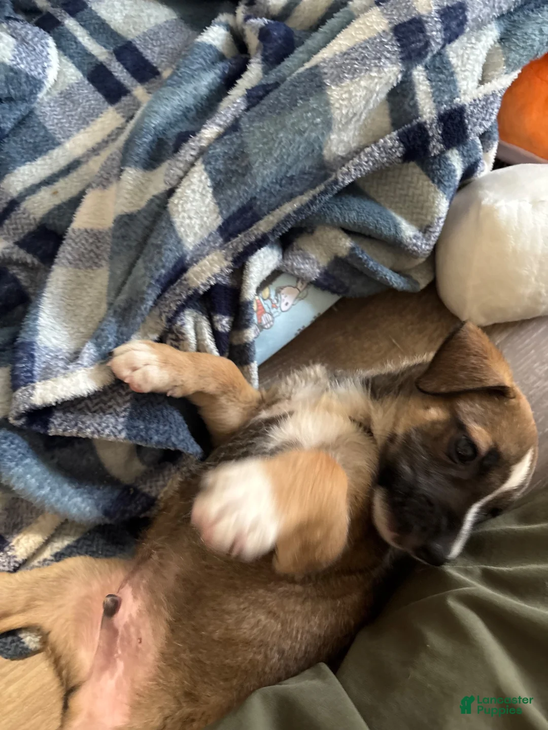 Mixed Breed dogs for sale: Mixed Breed 1 - Ad 2