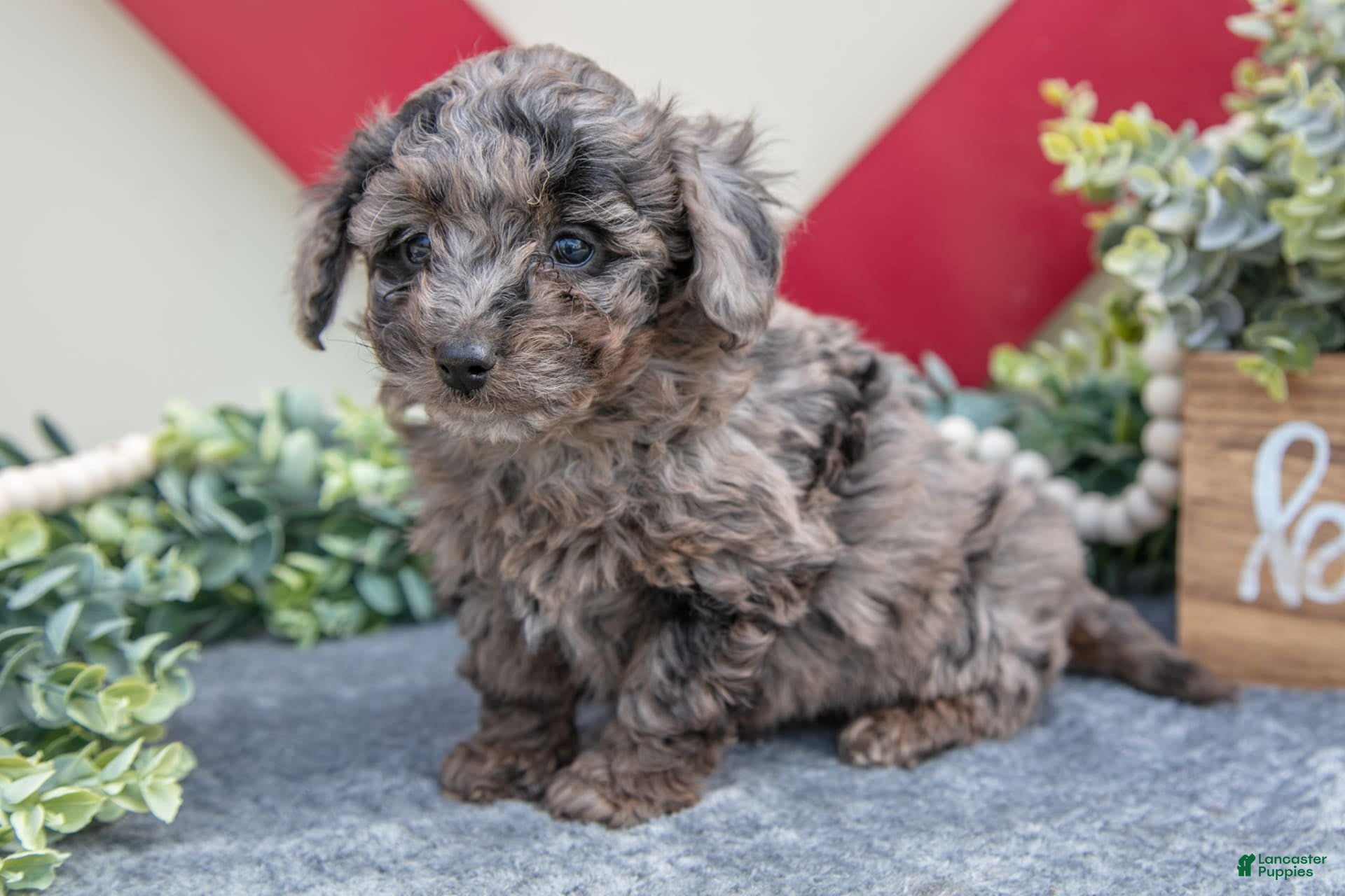 Miniature Labradoodle dogs Brielle - Ad 2
