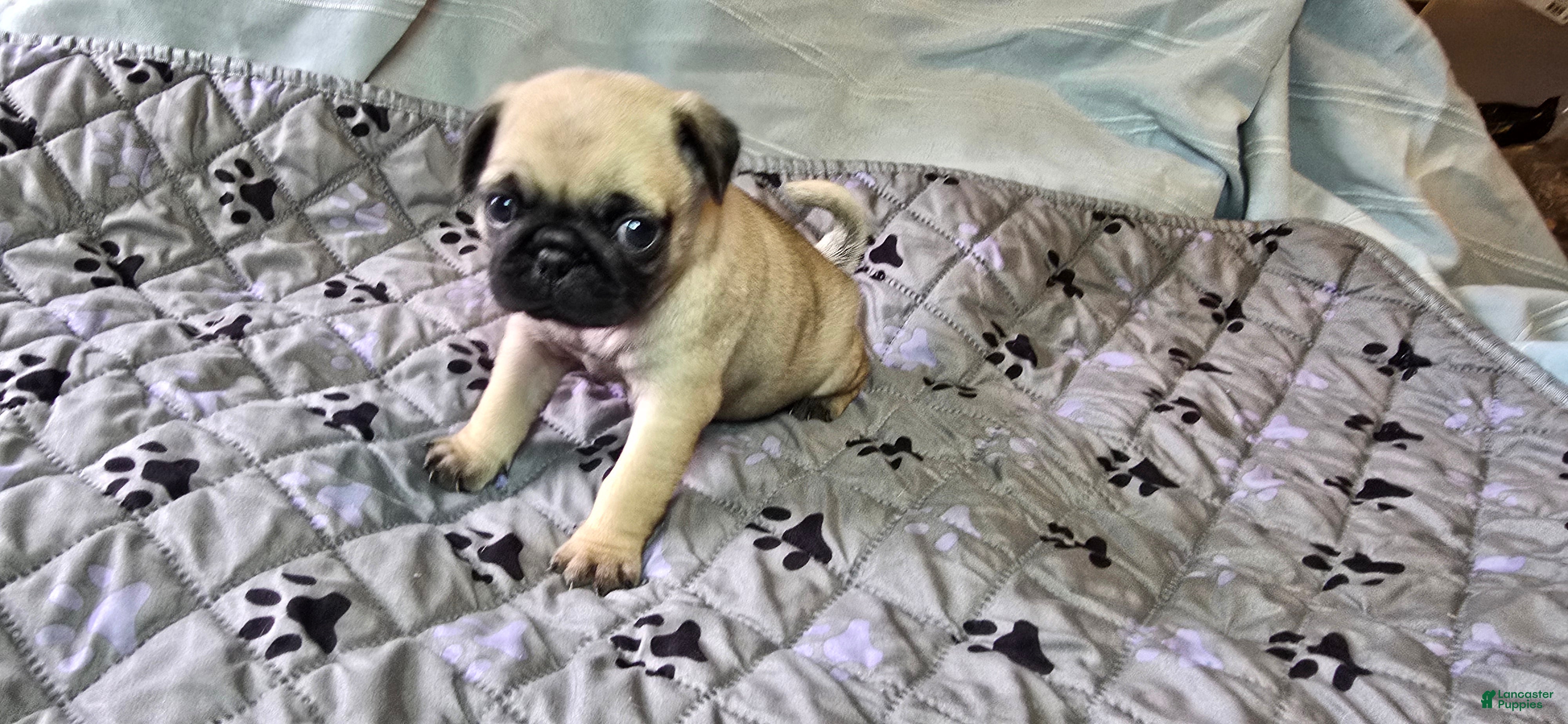 Pug dogs Chad - Ad 2