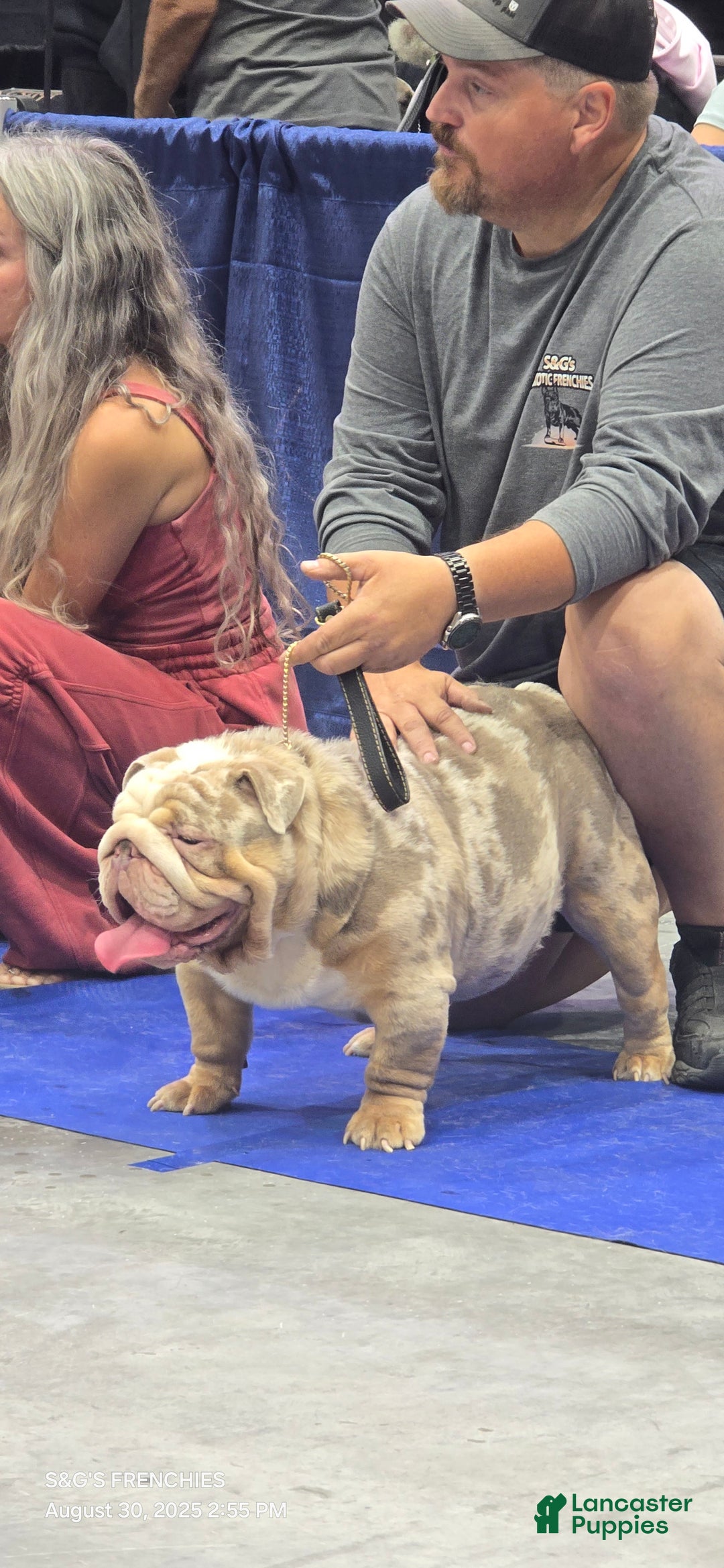 English Bulldog dogs for stud: English Bulldog 1 puppies - Ad 2