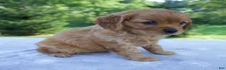 Mixed Breed dogs for sale: Remington - Ad 4