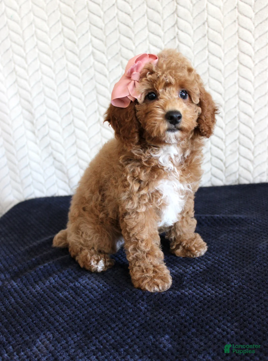 Mixed Breed dogs for sale: Bonnie - Ad 2