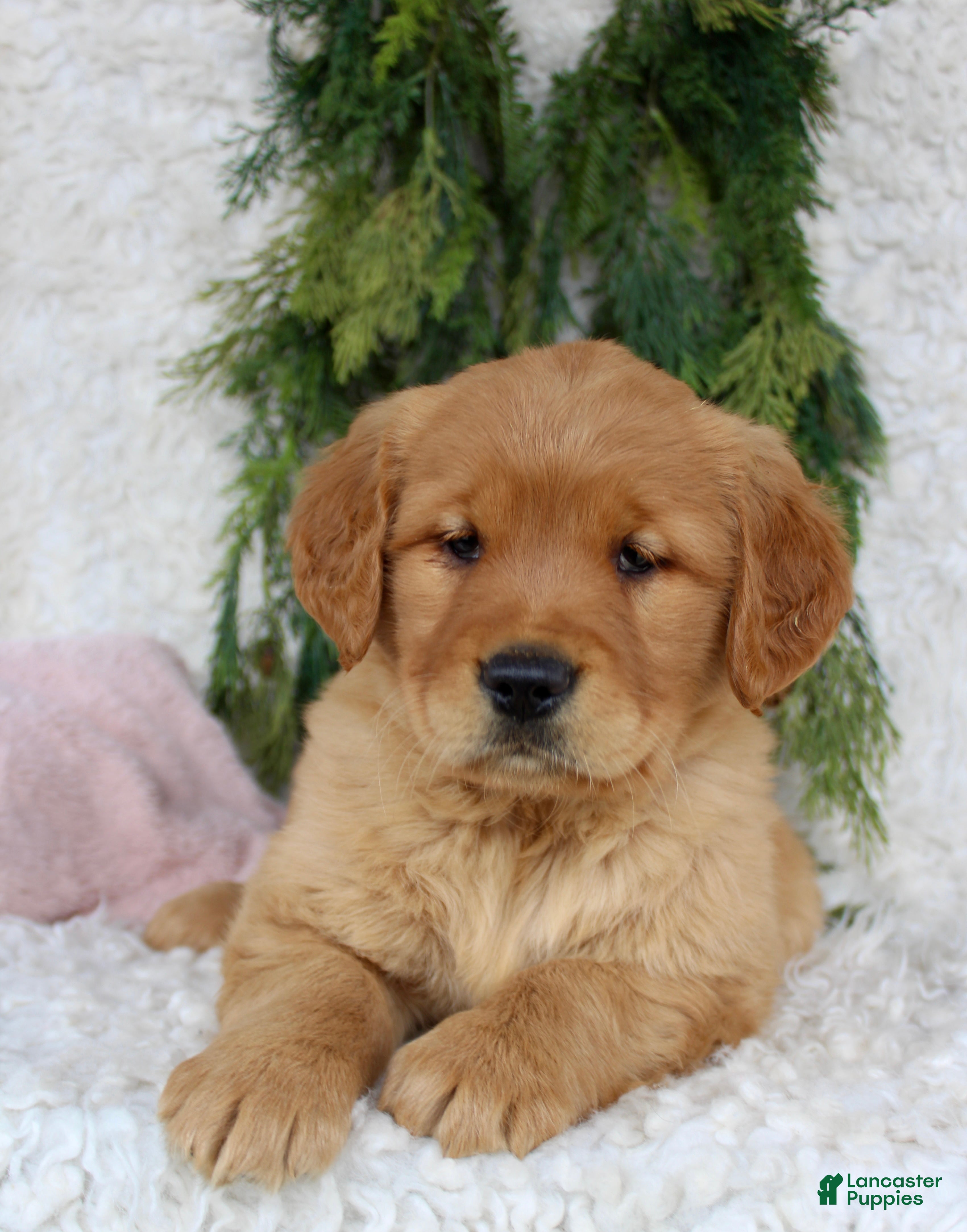 Golden Retriever dogs Golden Retriever Puppy 1 - Ad 2