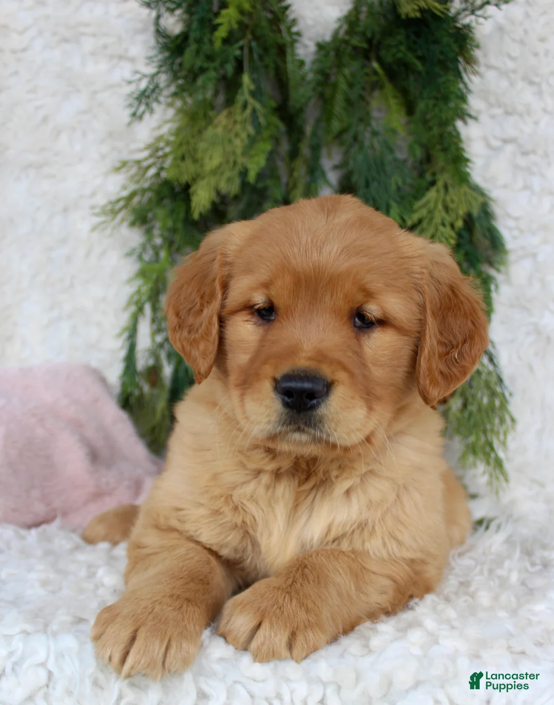 Golden Retriever dogs for sale: Golden Retriever Puppy 1 - Ad 2