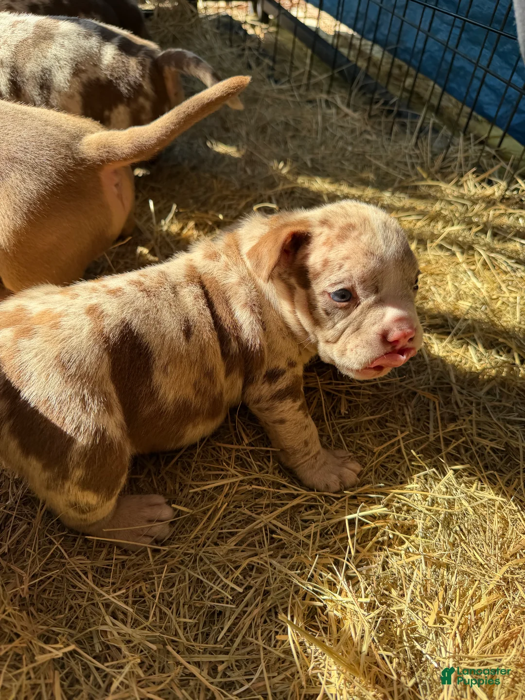 American Bully dogs for sale: American Bully 6 - Ad 2