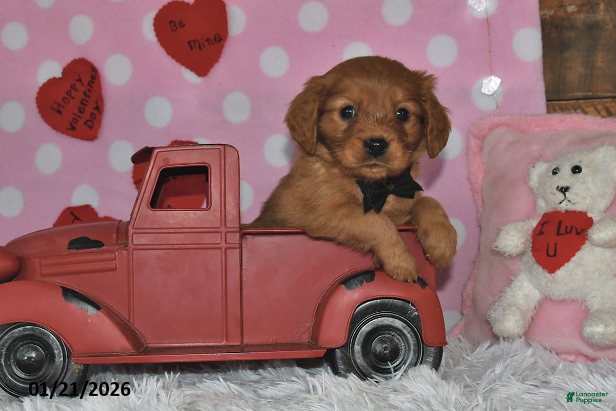 Miniature Golden Retriever dogs Bo - Ad 1
