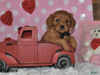 Miniature Golden Retriever dogs Bo - Ad 6