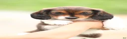 Dachshund dogs for sale: Smokey - Ad 5