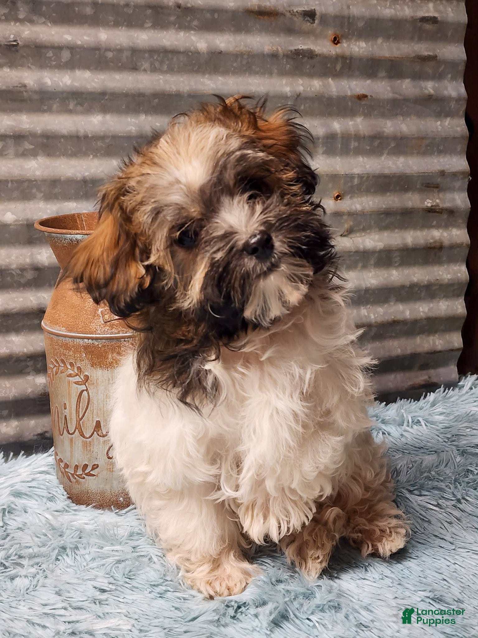 Havapoo dogs Maria - Ad 31