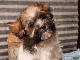 Havapoo dogs Maria - Ad 33