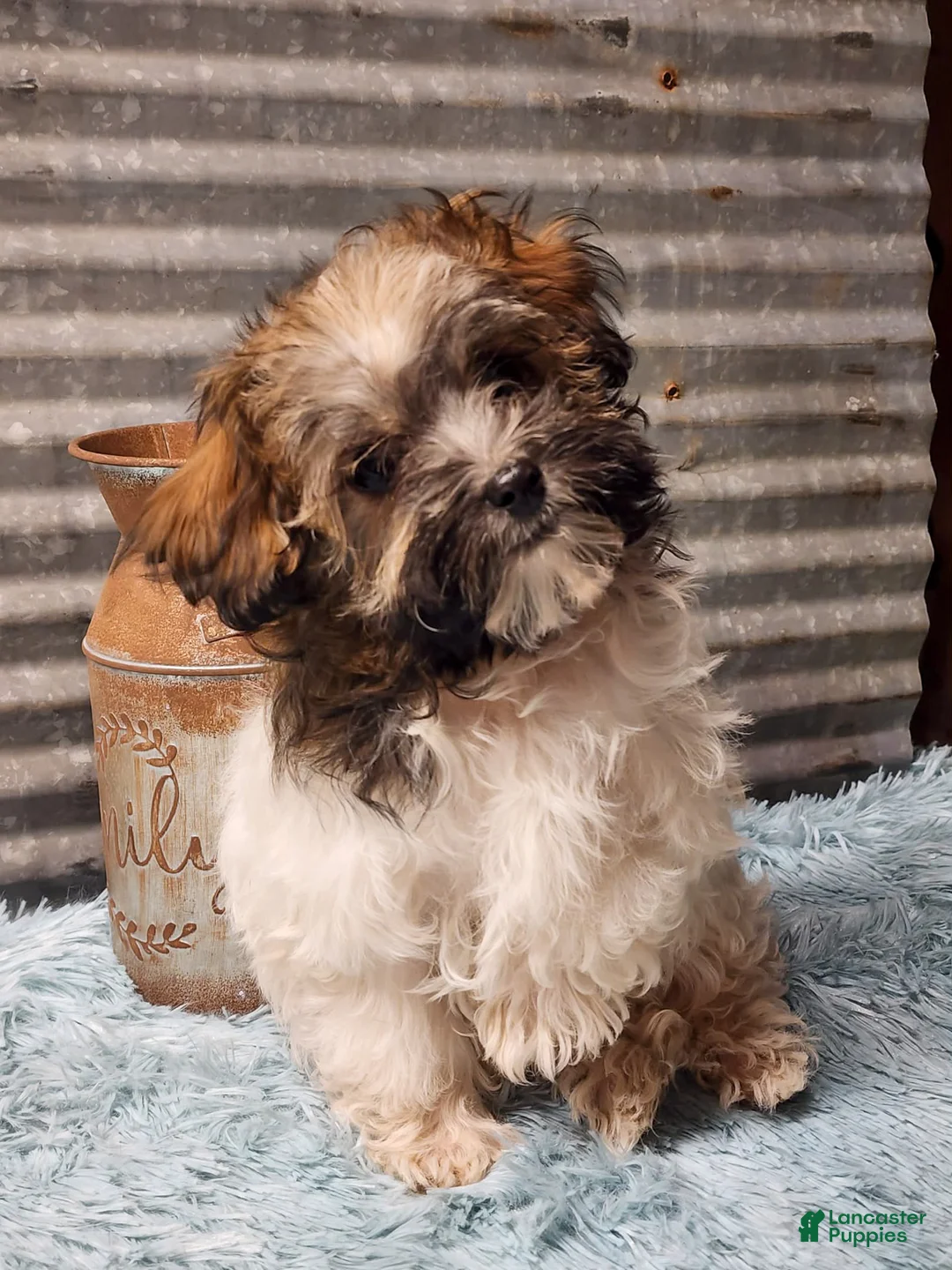 Havapoo dogs for sale: Maria - Ad 1