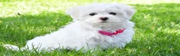 Maltese dogs for sale: Nikki - Ad 3