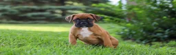 Boxer dogs for sale: Russell - Ad 3