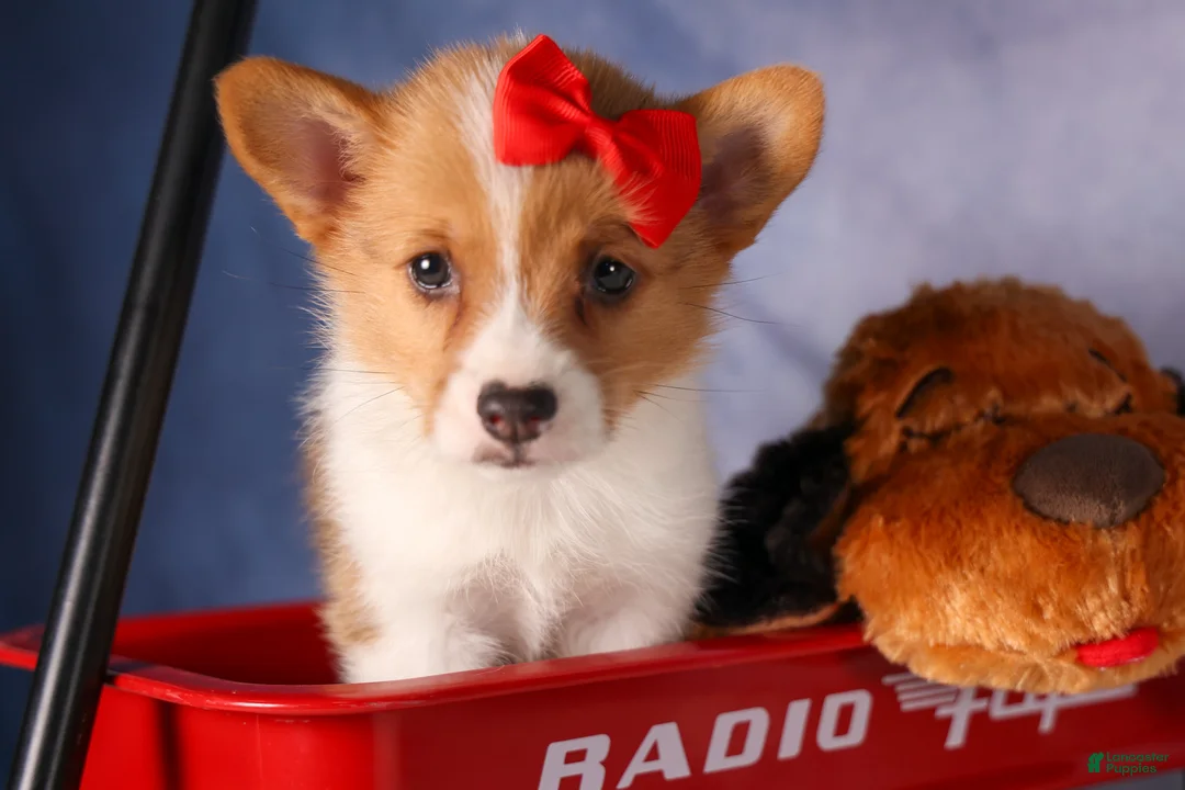 Welsh Corgi Pembroke dogs for sale:  Brusier 🐶 - Ad 2