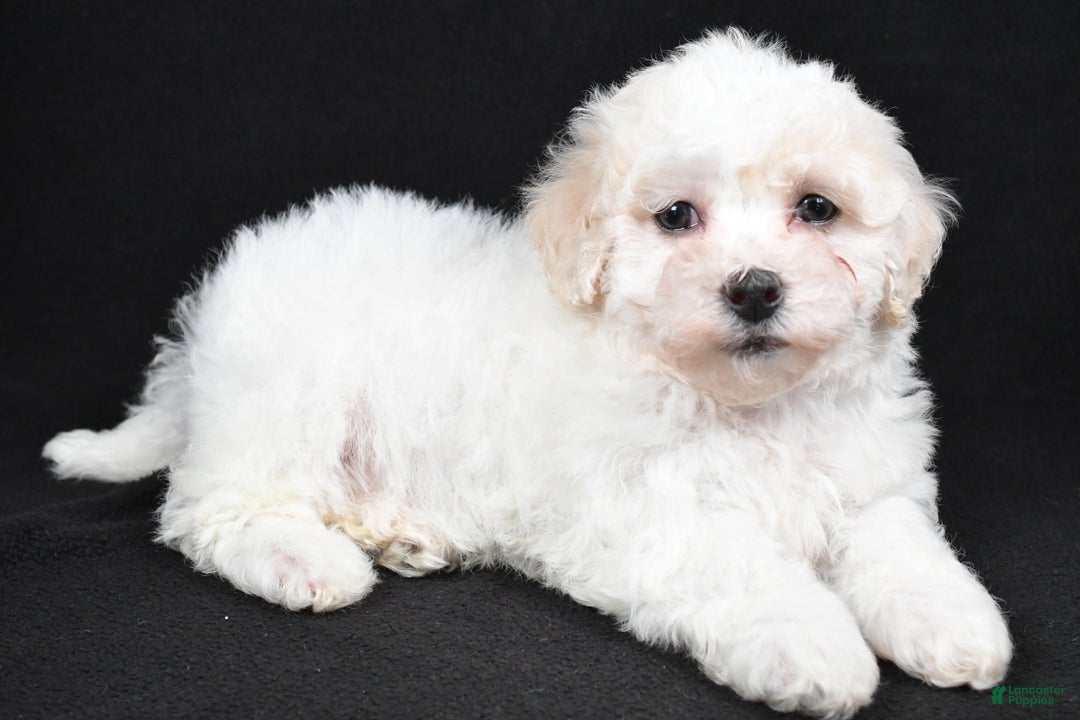 Bichpoo dogs for sale: terra - Ad 4