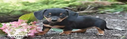 Miniature Dachshund dogs for sale: Ruby - Ad 1