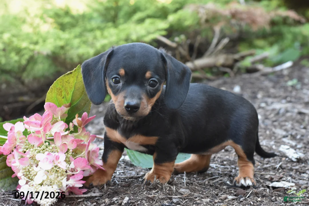 Miniature Dachshund dogs for sale: Ruby - Ad 1