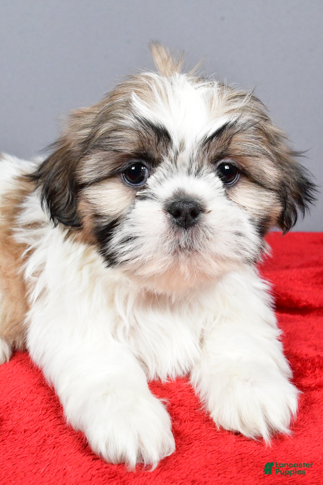 Shih Tzu dogs for sale: Maddie - Ad 3