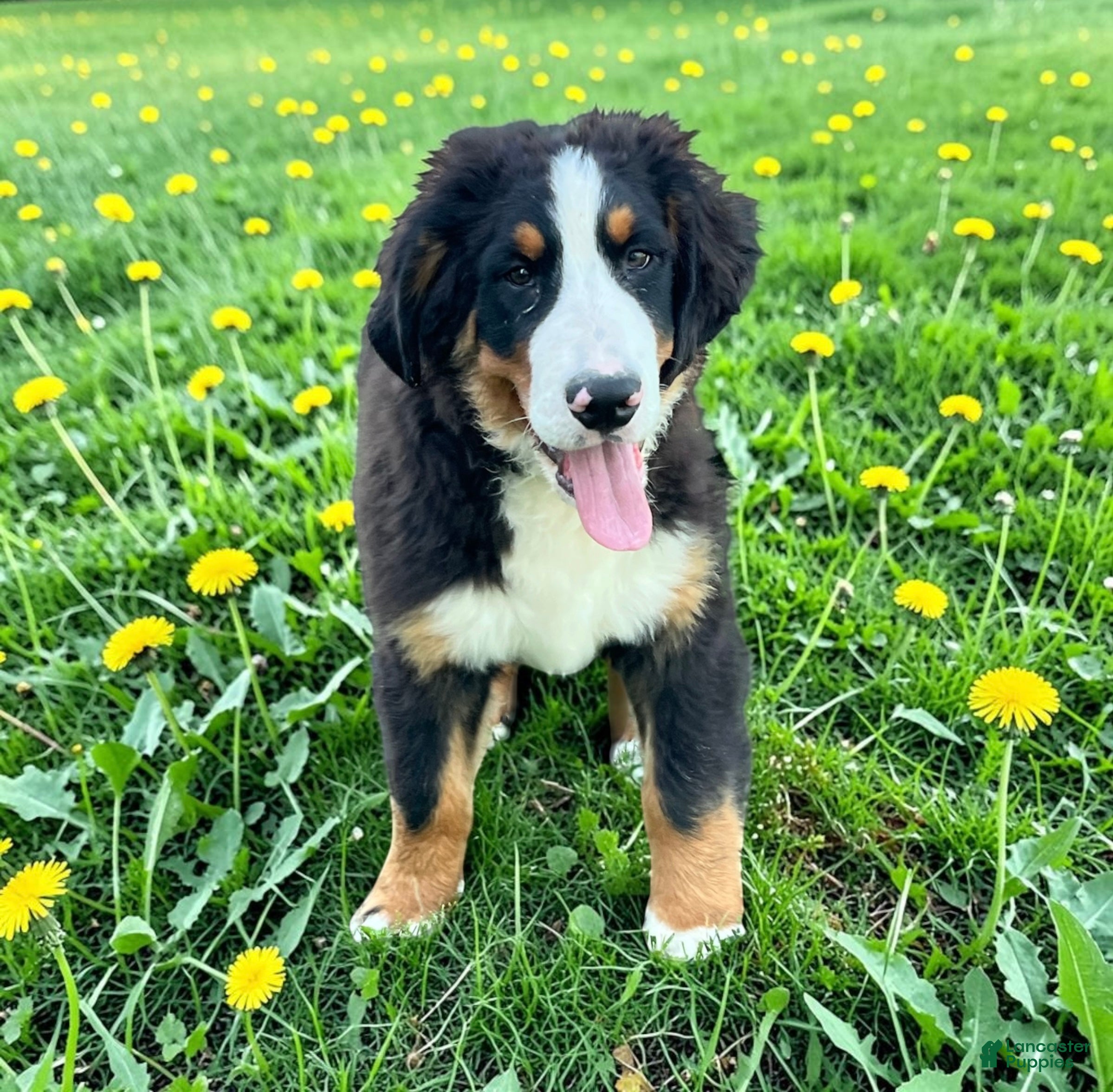 Bernese Mountain Dog dogs Moose  - Ad 7