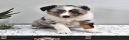 Australian Shepherd dogs for sale: Judy - Ad 2