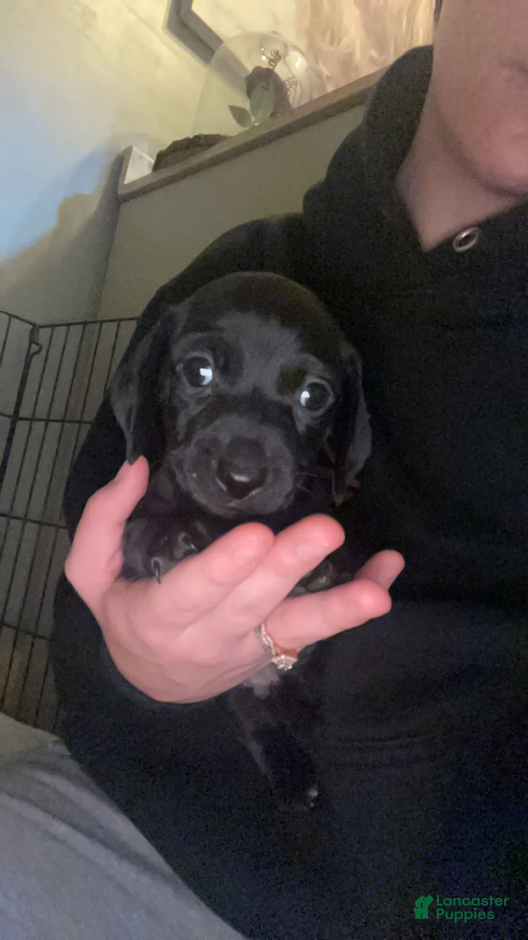 Miniature Dachshund dogs for sale: Miniature Dachshund Puppy 1 - Ad 2