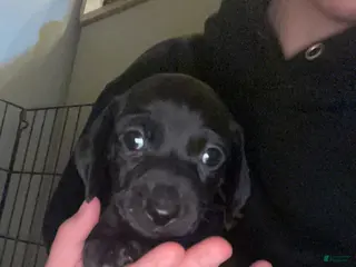 Miniature Dachshund dogs Miniature Dachshund Puppy 1 - Ad 14