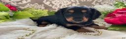 Miniature Dachshund dogs for sale: Kenzi - Ad 8