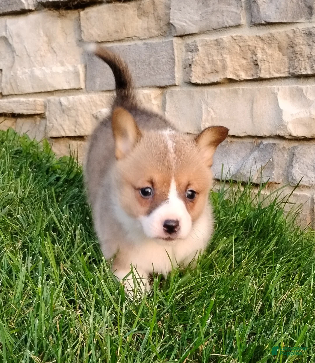 Welsh Corgi Pembroke dogs for sale: Welsh Corgi Pembroke 1 - Ad 1