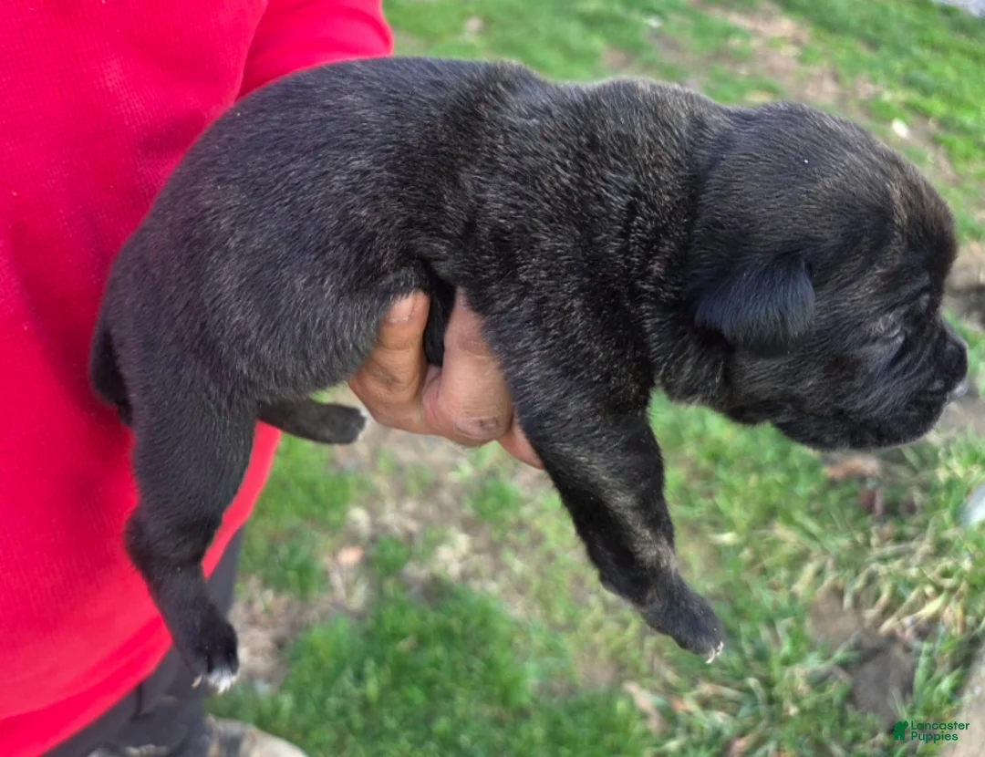 Cane Corso dogs for sale: Cane Corso Puppy 1 - Ad 2