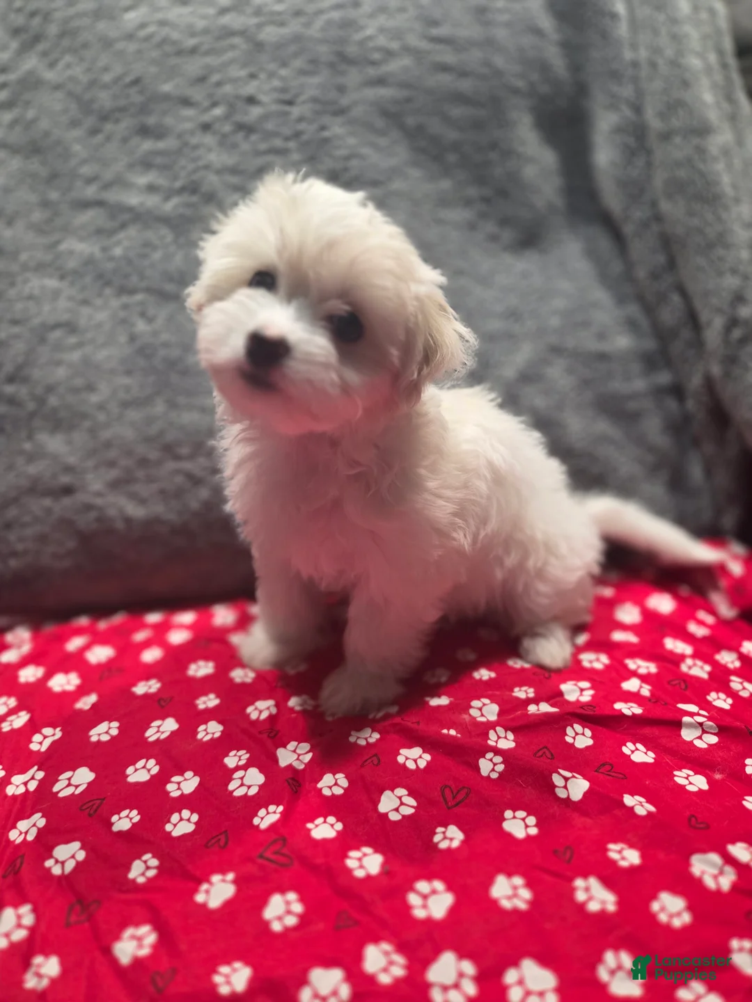 Havanese dogs for sale: Havanese Puppy 4- Shimmer - Ad 1