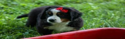 Bernese Mountain Dog dogs for sale: SPIKE - Ad 19