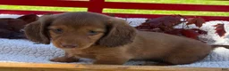 Miniature Dachshund dogs for sale: Bella - Ad 5