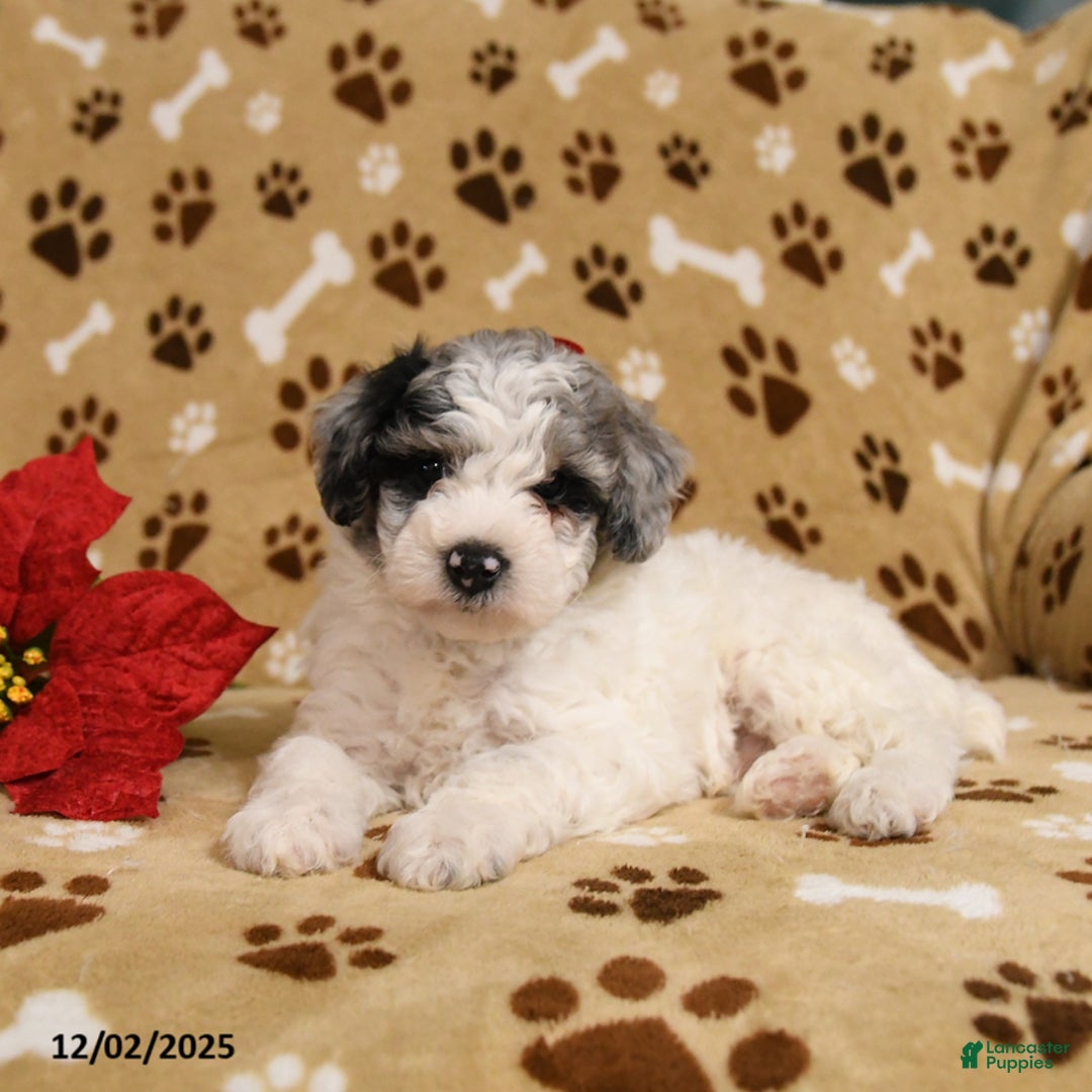 Toy Poodle dogs for sale: Patches - Ad 3