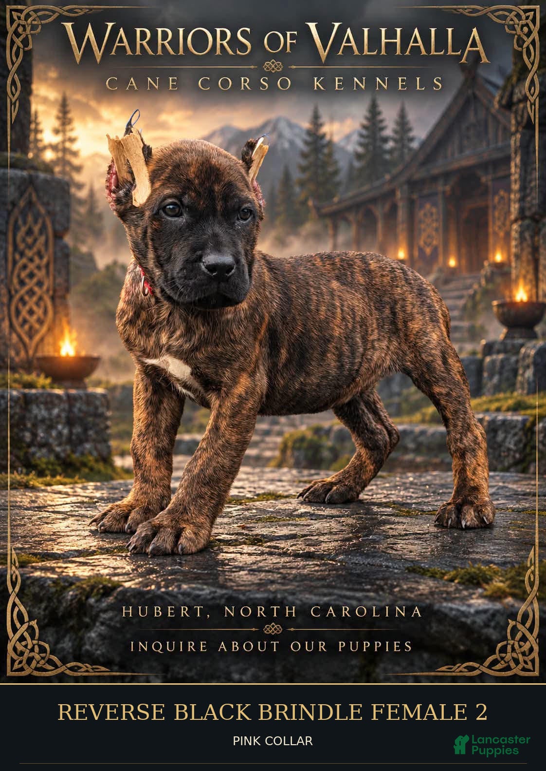 Cane Corso dogs Reverse Black Brindle Cane Corso Female 2 - Ad 1
