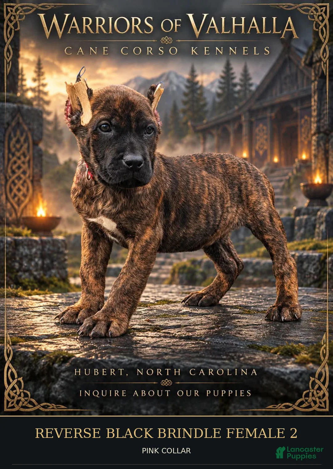 Cane Corso dogs for sale: Reverse Black Brindle Cane Corso Female 2 - Ad 1