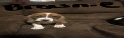 Basset Hound dogs for sale: Brownie - Ad 1