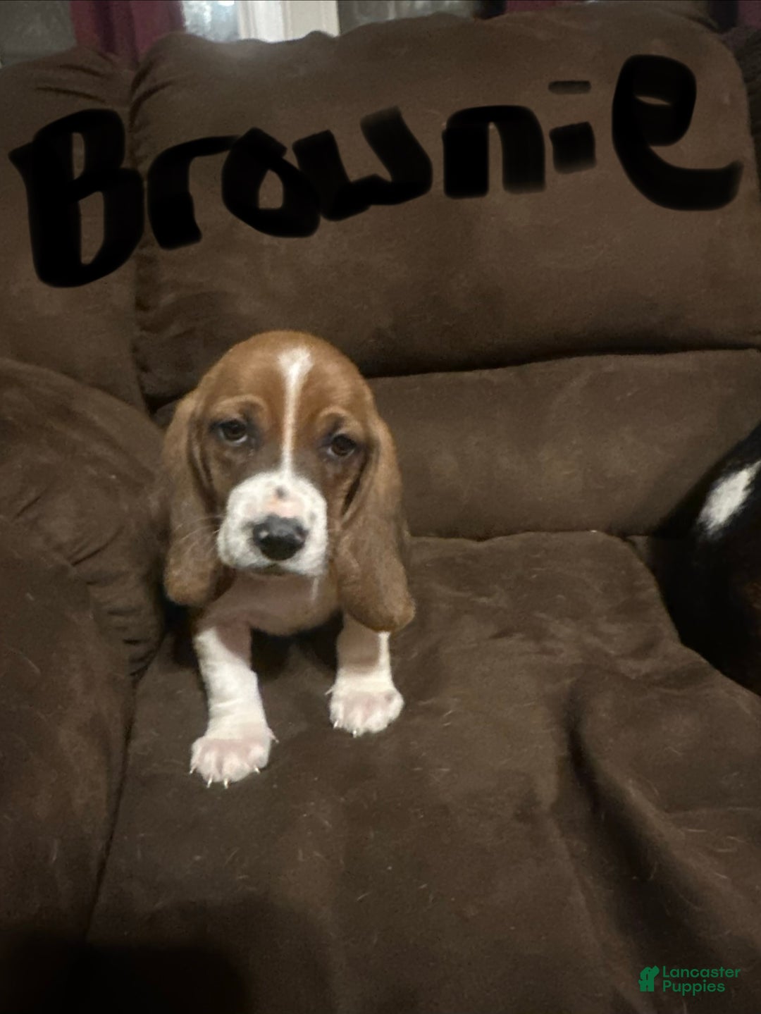 Basset Hound dogs for sale: Brownie - Ad 1