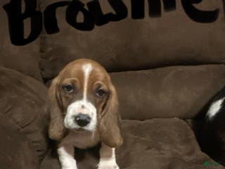 Basset Hound dogs Brownie - Ad 15